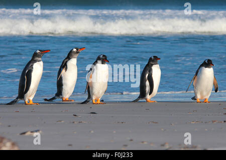 Fünf Gentoo Penguins aufgereiht durch die Brandung. Bertha Strand, Falkland-Inseln. Stockfoto