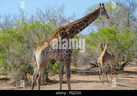 Ein Erwachsener South African Giraffe feste auf die Vegetation als die Babys spielen mit einander in Swasiland. Stockfoto