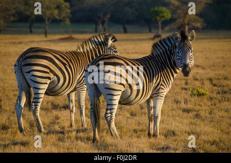 Eine Herde Zebras grasen im Mlilwane Wildlife Sanctuary in Swasiland, wenn die Sonne beginnt zu steigen. Stockfoto