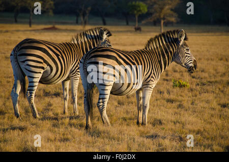 Eine Herde Zebras grasen im Mlilwane Wildlife Sanctuary in Swasiland, wenn die Sonne beginnt zu steigen. Stockfoto