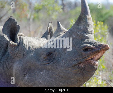 Die schwer fassbare und vom Aussterben bedrohte schwarze Nashorn streift durch das Mkhaya Game Reserve in Swasiland. Stockfoto
