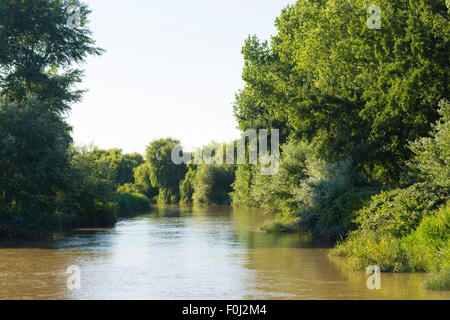 Trauerweiden am Ufer des River Stour in der Nähe von Sandwich in Kent Stockfoto