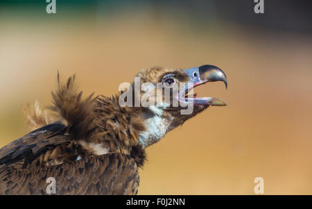 Europäische Mönchsgeier (Aegypius Monachus) Aufruf Profil, Campanarios de Azaba biologische Reserve, eine Verwilderung Area Europe, Salamanca, Castilla y Leon, Spanien Stockfoto