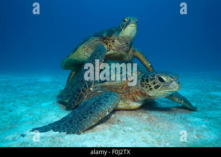 FLÄCHENANSICHT GREEN SEA TURTLE PAARES WÄHREND MATTEN Stockfoto