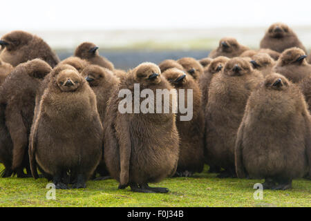 Königspinguin (Aptenodytes Patagonicus) Kinderkrippe große braune Küken. Volunteer Point, Falkland-Inseln. Stockfoto