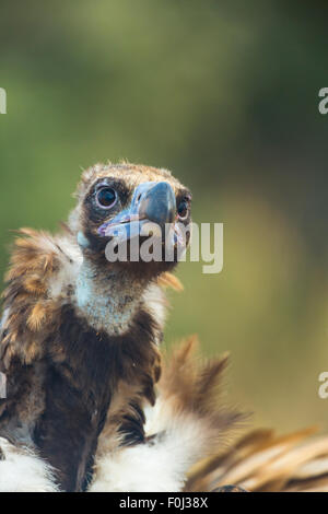 Griffon Vulture (abgeschottet Fulvus) Kopf Porträt, Campanarios de Azaba biologische Reserve, eine Verwilderung Area Europe, Salamanca, Castilla y Leon, Spanien Stockfoto