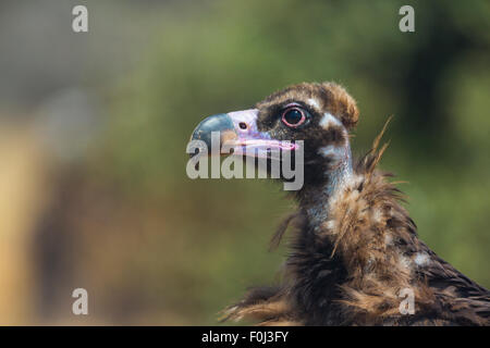 Europäische schwarze Geier (Aegypius Monachus) Kopf Porträt, Campanarios de Azaba biologische Reserve, eine Verwilderung Area Europe, Salamanca, Castilla y Leon, Spanien Stockfoto