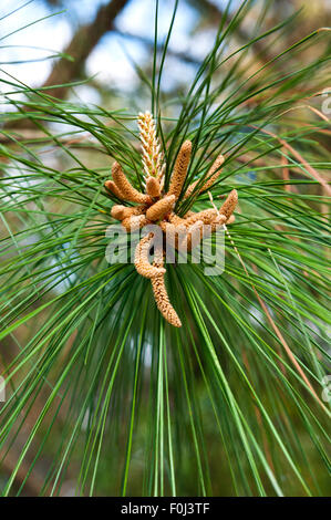 Lange-Blatt-Kiefer (Pinus Palustris) Pollen Sacs Stockfoto
