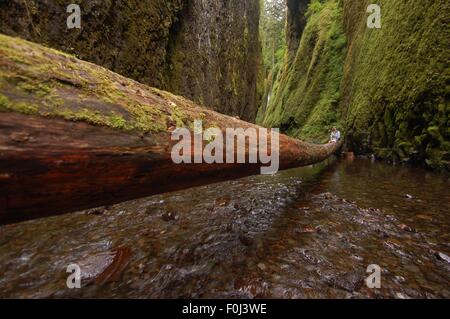 Heraus auf einem Glied entspannt müde Wanderer unter einer dramatischen Schluchten in der Columbia River Gorge. Stockfoto