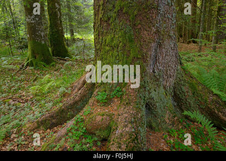 Tanne (Abies sp), Buche (Fagus Silvatica) und Fichte (Picea Abies) unberührten Urwald in speziellen Waldreservat, Naturpark Velebit, Verwilderung Europa Region Velebit-Gebirge, Kroatien, Juni 2012 Stockfoto