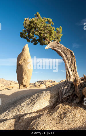 Baum und Stein im Joshua Tree National Park in der Nähe von Indio, Palm Springs und Twentynine Palms, Kalifornien, USA Stockfoto