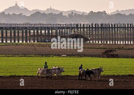 Pflügen mit Ochsen in den Feldern, U Bein Brücke und Pagoden auf den Hügeln hinter Amarapura, Mandalay, Myanmar Division Männer Stockfoto