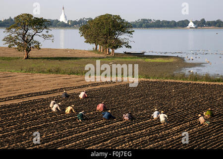 Einheimischen Frauen bei der Feldarbeit, Taungthaman-See und Pahtodawgyi Pagode hinter Amarapura, Mandalay, Myanmar Division Stockfoto