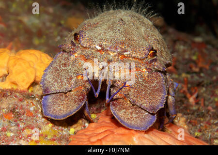 Mediterrane Bärenkrebs (Scyllarides Latus), Korfu, Ionische Inseln, Ionische Meer, Mittelmeer, Griechenland Stockfoto