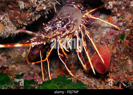 Europäische Languste (Palinurus Elephas), Korfu, Ionische Inseln, Ionische Meer, Mittelmeer, Griechenland Stockfoto