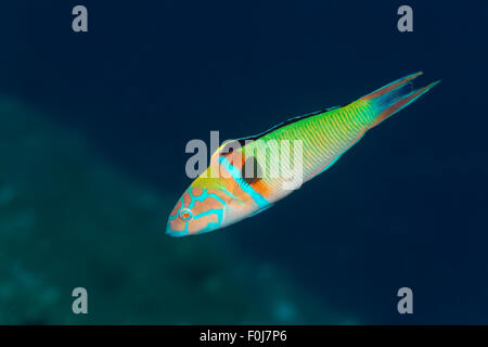 Reich verzierte Lippfisch (Thalassoma Pavo), Korfu, Ionische Inseln, Ionische Meer, Mittelmeer, Griechenland Stockfoto