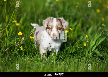 Miniature American Shepherd oder Miniature Australian Shepherd oder Mini Aussie Welpen, Red Merle, auf Blumenwiese Stockfoto