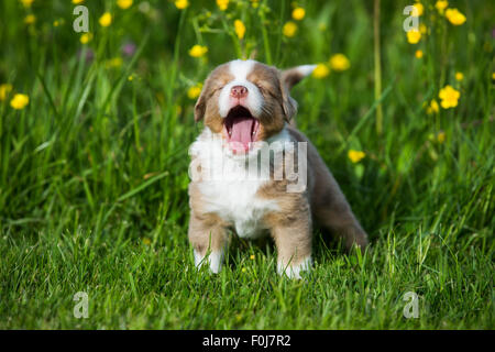 Miniature American Shepherd oder Miniature Australian Shepherd oder Mini Aussie Welpen, Red Merle, stehend in Blumenwiese, Gähnen Stockfoto