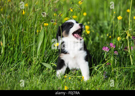 Miniature American Shepherd oder Miniature Australian Shepherd oder Mini Aussie Welpen, Black Tri, sitzen in Blumenwiese, Gähnen Stockfoto