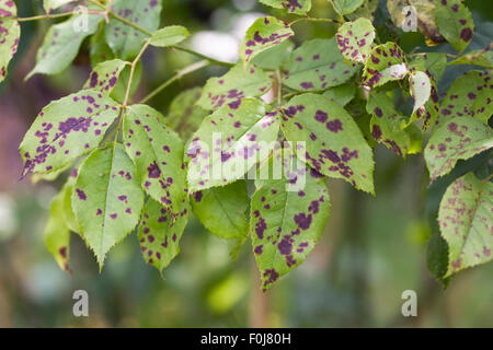 Diplocarpon Rosae. Rose Black Spot Krankheit. Stockfoto