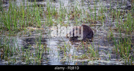 Nordamerikanische Biber (Castor Canadensis), Essen im Wasser, Grand-Teton-Nationalpark, Wyoming, USA Stockfoto
