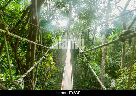 Hängebrücke im Dschungel, Kuala Tahan, Taman Negara Nationalpark, Malaysia Stockfoto