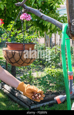 Hände halten Blumenzwiebeln Pflanzen in einem Garten. Tageslicht Stockfoto