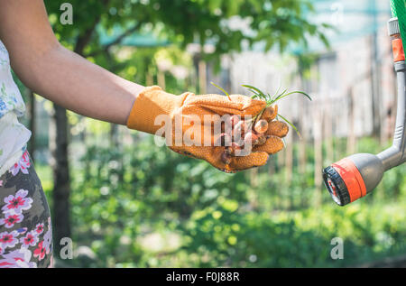 Hände halten Blumenzwiebeln Pflanzen in einem Garten. Tageslicht Stockfoto