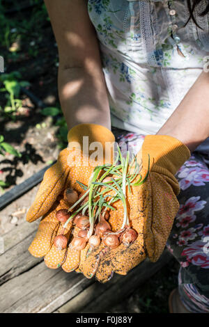 Hände halten Blumenzwiebeln Pflanzen in einem Garten. Tageslicht Stockfoto