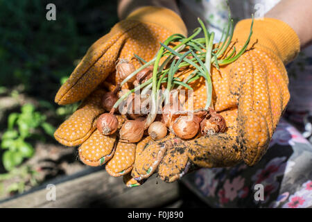 Hände halten Blumenzwiebeln Pflanzen in einem Garten. Tageslicht Stockfoto