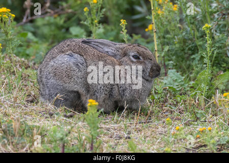 Gemeinsamen Wildkaninchen (Oryctolagus Cuniculus), Texel, West Ostfriesischen Inseln, Provinz Nord-Holland, Holland, Niederlande Stockfoto