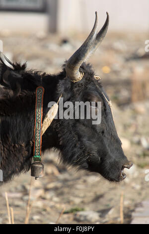 Nahaufnahme eines schwarzen Kopf eines Yaks auf Friendship Highway in Tibet. Wir sehen die Hörner des Yak sowie eine kleine Glocke. Stockfoto