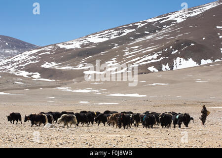 Unbekannter Tibetan Yak-Mann im Anschluss an seine Gruppe Yaks im Himalaya-Gebirge im Hintergrund. Tibet, China, 2013. Stockfoto