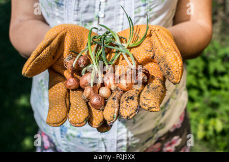 Hände halten Blumenzwiebeln Pflanzen in einem Garten. Tageslicht Stockfoto