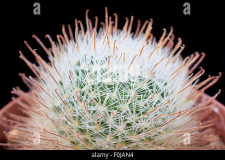 Kaktus in den Blumentopf auf schwarzem Hintergrund. Mammillaria Pennispinosa. Stockfoto