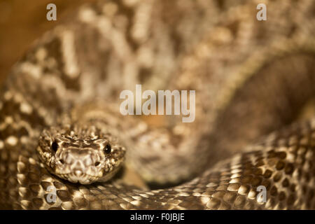 Nahaufnahme von einem Python, Boa Constrictor Schlange in Costa Rica Stockfoto