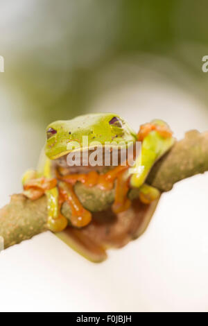 Eine Makroaufnahme einer Red-Eyed Laubfrosch (Agalychnis Callidryas) sitzen auf einem Ast Stockfoto