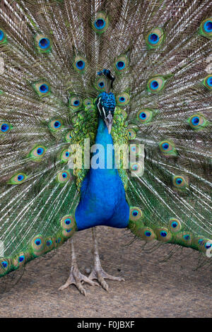 Grün und blau Gefiederpflege Pfau mit erhöhten Federn, Monteverde Costa Rica Stockfoto