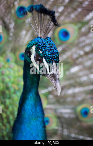 Grün und blau Gefiederpflege Pfau mit erhöhten Federn, Monteverde Costa Rica Stockfoto