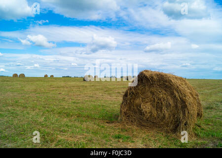 Kulturlandschaft mit Roll-Netzwerk im Feld Hintergrund blauer Himmel Stockfoto