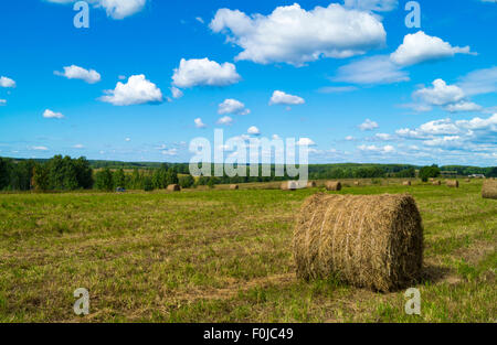 Kulturlandschaft mit Roll-Netzwerk im Feld Hintergrund blauer Himmel Stockfoto