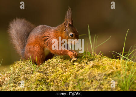 Eichhörnchen Sciurus Vulgaris begräbt einige Klemmkeile im Moos bedeckt Boden Stockfoto