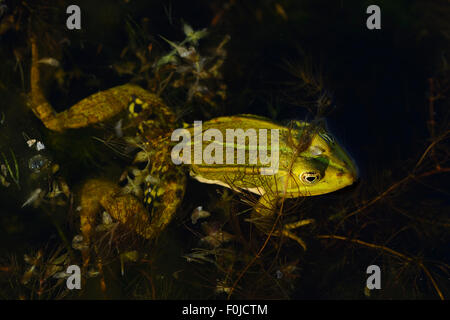 Pool-Frosch (Rana Lessonae) auf, Danube Delta Verwilderung Fläche, Rumänien Stockfoto