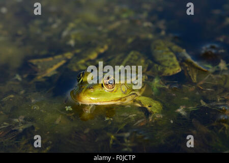 Pool-Frosch (Rana Lessonae) auf, Danube Delta Verwilderung Fläche, Rumänien Stockfoto