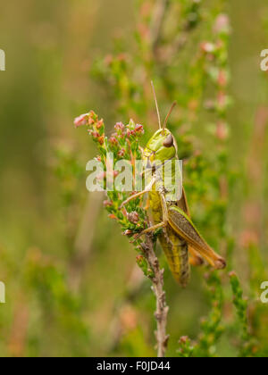 Vertikale Makro einer grünen Heuschrecke ruht auf der Seite der rosa Heidekraut blühen Stockfoto