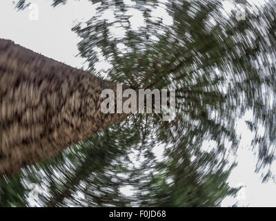 Kreative Spinnen Wirkung der Seite einer großen Tanne nachschlagen Stockfoto