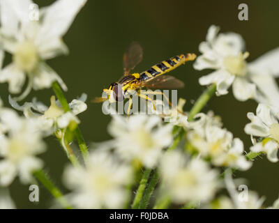 Nahaufnahme von einem kleinen Schwebfliege ruht auf weißen Blüten Stockfoto