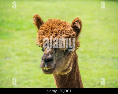 Closeup Portrait eine leichte braune Alpaka auf einem Bauernhof Stockfoto