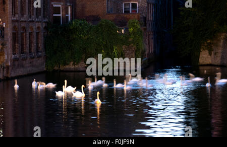 Schwäne sammeln auf dem Kanal in Brügge / Brugge, Belgien. Stockfoto