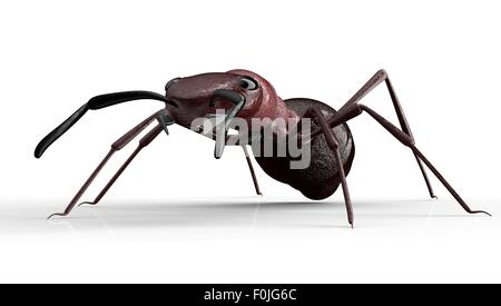 Schwarze Ameise isoliert auf einem weißen Hintergrund. Stockfoto